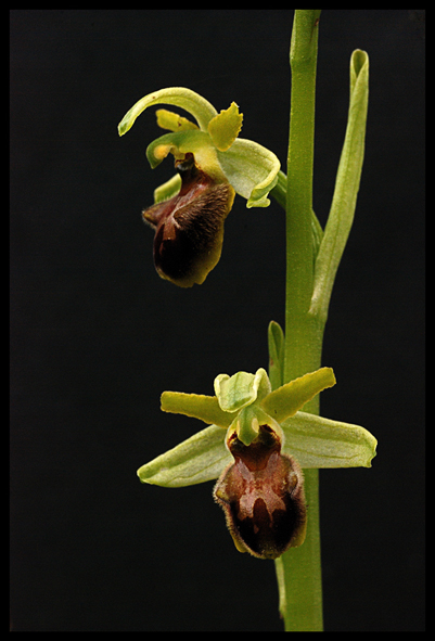 Ophrys sphegodes o incubacea? Ophrys sphegodes.